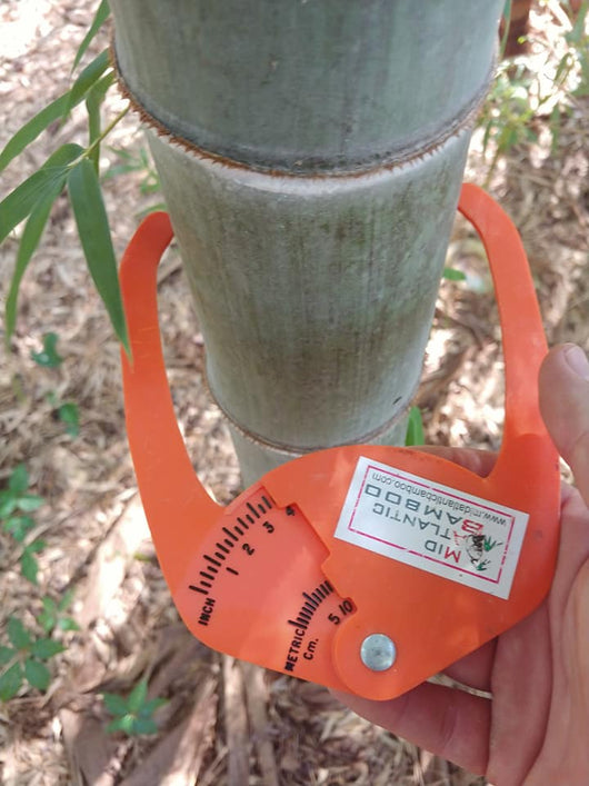 Mid-Atlantic Bamboo Caliper