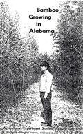 Bamboo Growing in Alabama